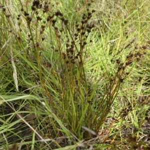 Juncus articulatus at Wamboin, NSW - 4 Feb 2023 03:16 PM