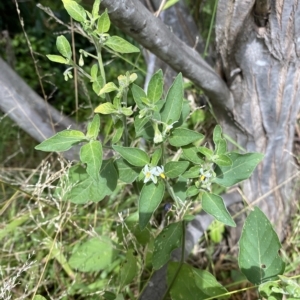 Solanum chenopodioides at Wamboin, NSW - 4 Feb 2023