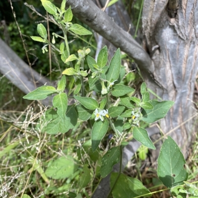 Solanum chenopodioides (Whitetip Nightshade) at Wamboin, NSW - 4 Feb 2023 by natureguy