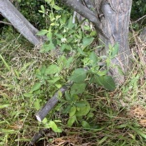 Solanum chenopodioides at Wamboin, NSW - 4 Feb 2023