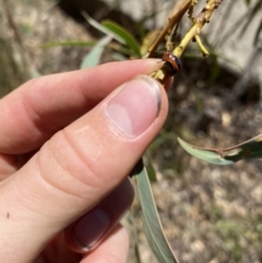 Calomela curtisi (Acacia leaf beetle) at Wamboin, NSW - 4 Feb 2023 by natureguy