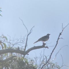 Cinclosoma punctatum (Spotted Quail-thrush) at Wamboin, NSW - 5 Feb 2023 by natureguy