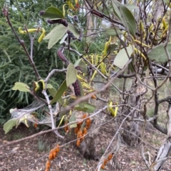 Delias harpalyce at Wamboin, NSW - 4 Feb 2023