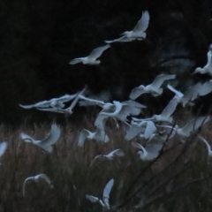 Bubulcus coromandus (Eastern Cattle Egret) at Jerrabomberra Wetlands - 16 Apr 2023 by TomW