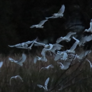 Bubulcus coromandus at Fyshwick, ACT - 16 Apr 2023