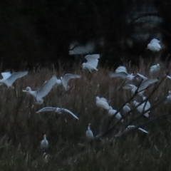 Bubulcus coromandus at Fyshwick, ACT - 16 Apr 2023 05:42 PM