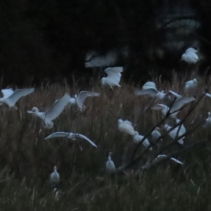 Bubulcus coromandus at Fyshwick, ACT - 16 Apr 2023 05:42 PM