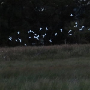 Bubulcus coromandus at Fyshwick, ACT - 16 Apr 2023 05:42 PM