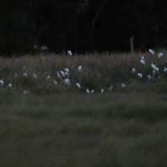 Bubulcus coromandus at Fyshwick, ACT - 16 Apr 2023