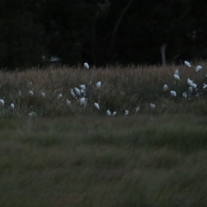 Bubulcus coromandus at Fyshwick, ACT - 16 Apr 2023 05:42 PM