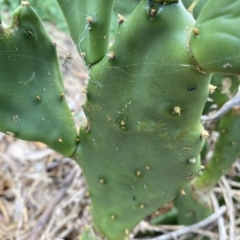 Opuntia sp. (Prickly Pear) at Long Beach, NSW - 13 Jan 2023 by natureguy