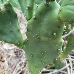 Opuntia sp. at Long Beach, NSW - 13 Jan 2023