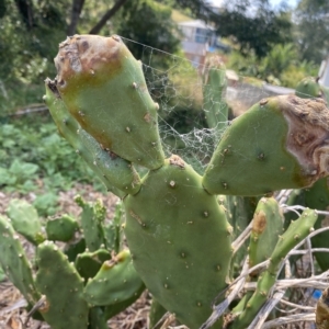 Opuntia sp. at Long Beach, NSW - 13 Jan 2023