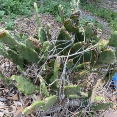 Opuntia sp. at Long Beach, NSW - 13 Jan 2023