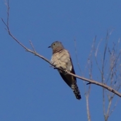 Cacomantis flabelliformis (Fan-tailed Cuckoo) at Braemar, NSW - 4 Apr 2023 by Curiosity
