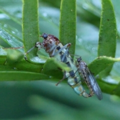 Boreoides subulatus (Wingless Soldier Fly) at Wingecarribee Local Government Area - 15 Apr 2023 by Curiosity