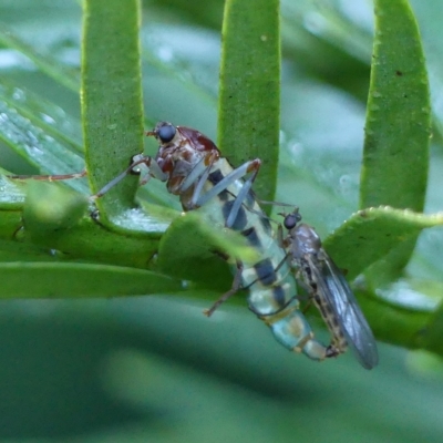 Boreoides subulatus (Wingless Soldier Fly) at Braemar, NSW - 15 Apr 2023 by Curiosity