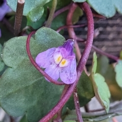 Cymbalaria muralis subsp. muralis (Ivy-leaved Toadflax) at Birdwood, SA - 17 Apr 2023 by trevorpreston