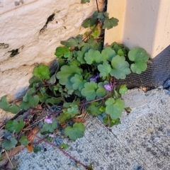 Cymbalaria muralis subsp. muralis at Birdwood, SA - 17 Apr 2023 07:57 AM