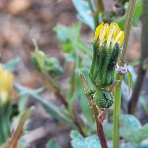 Sonchus oleraceus at Birdwood, SA - 17 Apr 2023