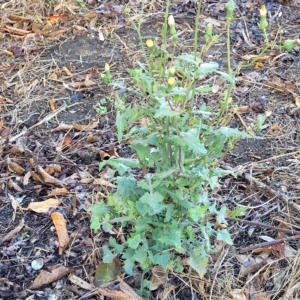 Sonchus oleraceus at Birdwood, SA - 17 Apr 2023