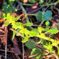 Dysphania pumilio (Small Crumbweed) at Birdwood, SA - 16 Apr 2023 by trevorpreston