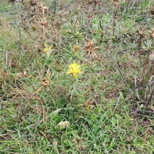 Carthamus lanatus at Kambah, ACT - 17 Apr 2023