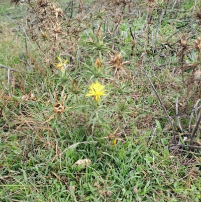 Carthamus lanatus (Saffron Thistle) at Kambah, ACT - 16 Apr 2023 by LPadg