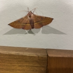 Oenochroma vinaria (Pink-bellied Moth, Hakea Wine Moth) at Long Beach, NSW - 12 Jan 2023 by natureguy