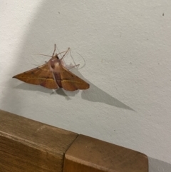 Oenochroma vinaria at Long Beach, NSW - 13 Jan 2023