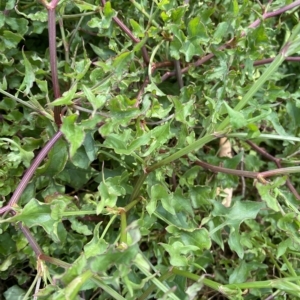 Rumex sagittatus at Long Beach, NSW - 13 Jan 2023