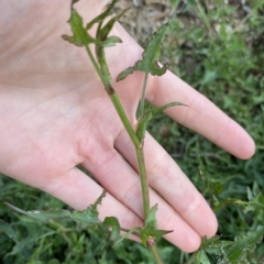 Rumex sagittatus at Long Beach, NSW - 13 Jan 2023 09:05 AM