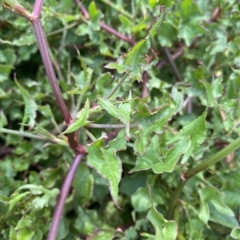 Rumex sagittatus at Long Beach, NSW - 13 Jan 2023 09:05 AM