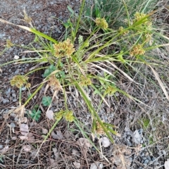 Cyperus eragrostis (Umbrella Sedge) at Pearce, ACT - 17 Apr 2023 by LPadg