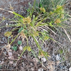 Cyperus eragrostis (Umbrella Sedge) at Pearce, ACT - 16 Apr 2023 by LPadg