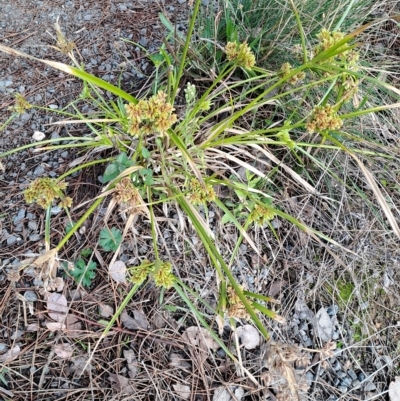 Cyperus eragrostis (Umbrella Sedge) at Mount Taylor - 16 Apr 2023 by LPadg