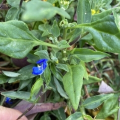 Commelina cyanea (Scurvy Weed) at Long Beach, NSW - 12 Jan 2023 by natureguy