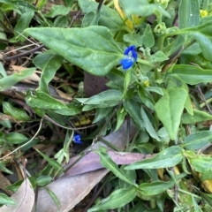 Commelina cyanea at Long Beach, NSW - 13 Jan 2023