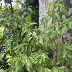 Prunus persica at Long Beach, NSW - 13 Jan 2023