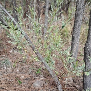 Indigofera adesmiifolia at Pearce, ACT - 17 Apr 2023