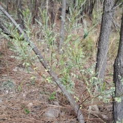 Indigofera adesmiifolia (Tick Indigo) at Pearce, ACT - 16 Apr 2023 by LPadg