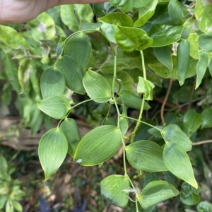 Eustrephus latifolius at Long Beach, NSW - 13 Jan 2023 09:19 AM