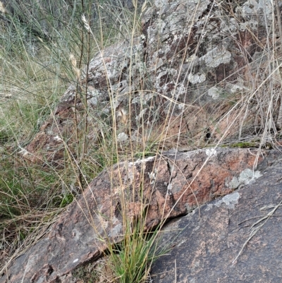 Rytidosperma sp. (Wallaby Grass) at Mount Taylor - 16 Apr 2023 by LPadg