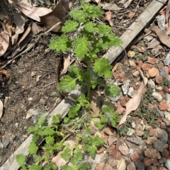 Dysphania pumilio (Small Crumbweed) at Long Beach, NSW - 13 Jan 2023 by natureguy