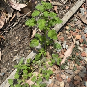 Dysphania pumilio at Long Beach, NSW - 13 Jan 2023