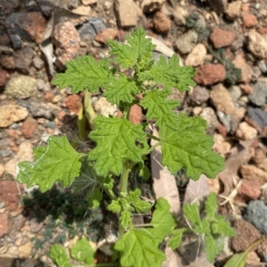 Dysphania pumilio at Long Beach, NSW - 13 Jan 2023