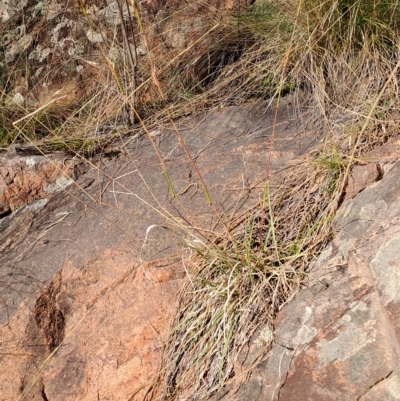 Cymbopogon refractus (Barbed-wire Grass) at Mount Taylor - 16 Apr 2023 by LPadg