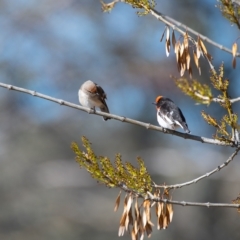 Petroica goodenovii at Yass, NSW - 20 Jul 2019 12:16 PM