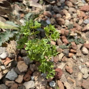 Euphorbia peplus at Long Beach, NSW - 13 Jan 2023 09:24 AM