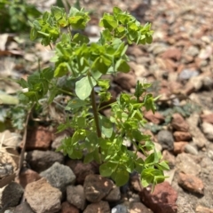 Euphorbia peplus at Long Beach, NSW - 13 Jan 2023